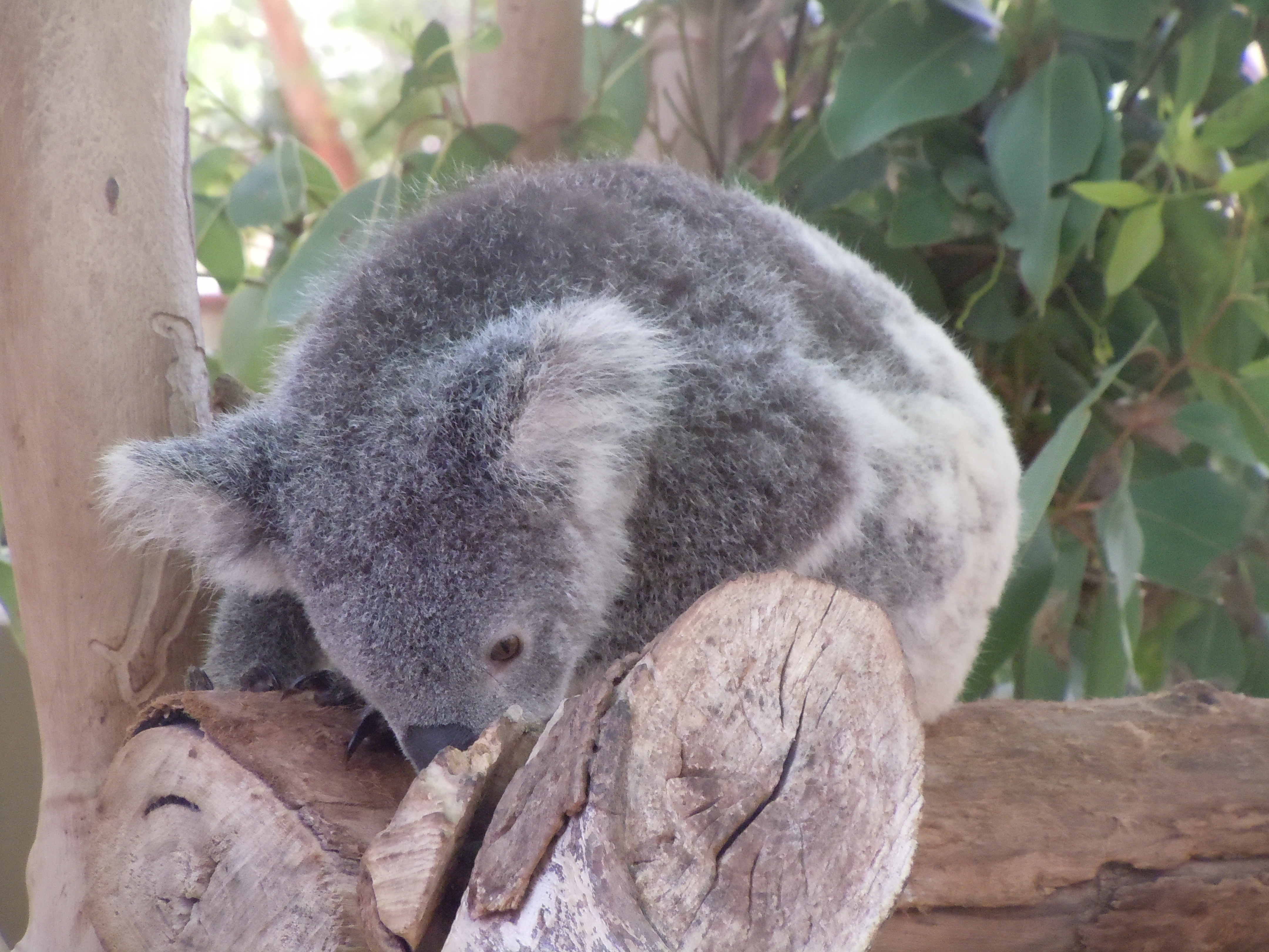 Коала остров. Коала в Московском зоопарке. Мокрая коала 18. Гигантская коала.